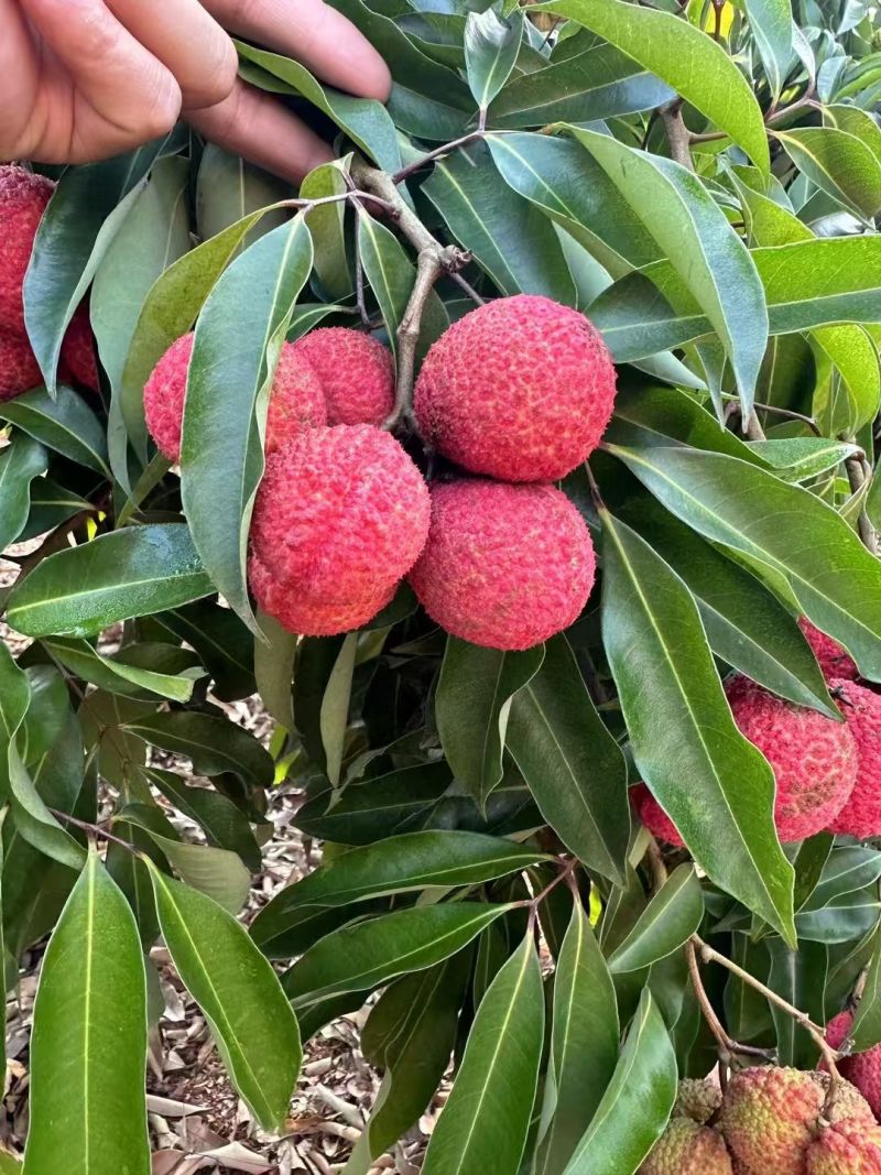 海南澄迈“海花荔”无核荔枝