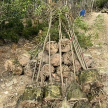 黄花风铃木全冠1-5分，各种规格，大量低价出售