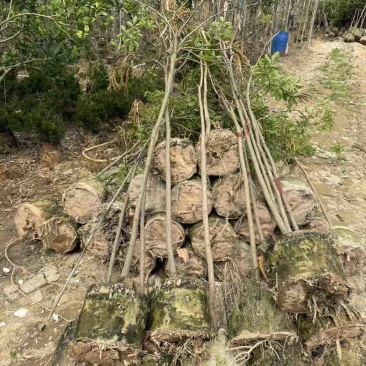黄花风铃木全冠1-5分，各种规格，大量低价出售