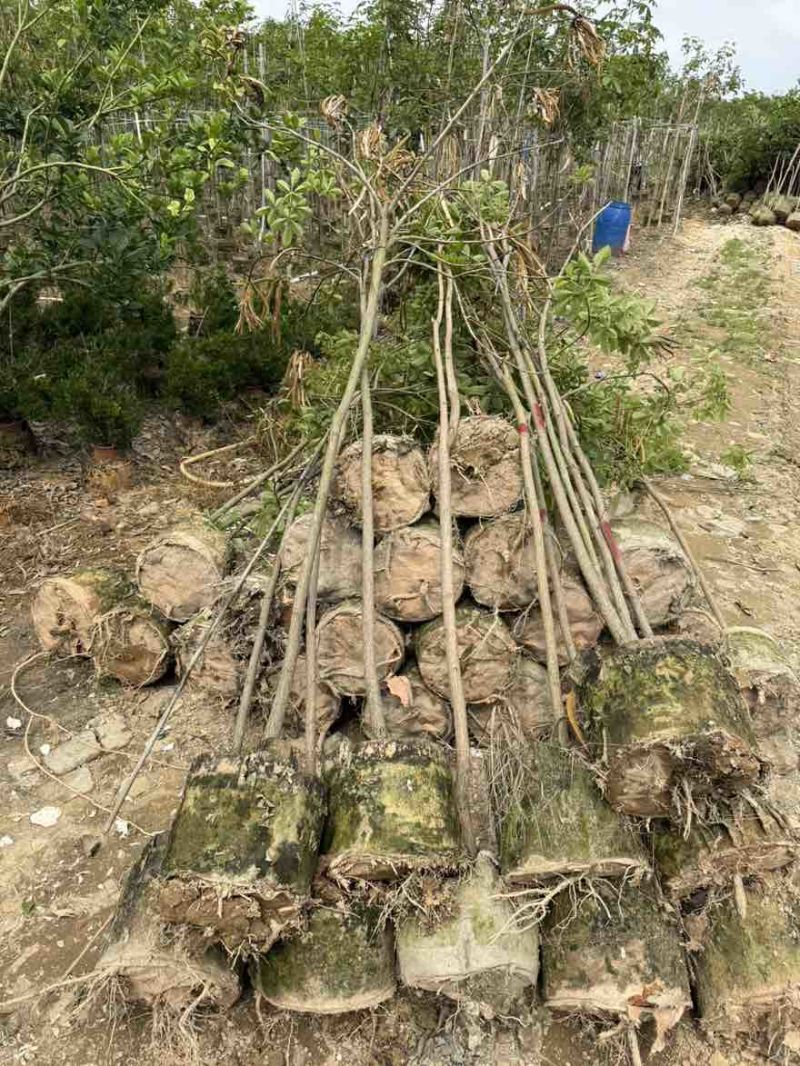 黄花风铃木全冠1-5分，各种规格，大量低价出售