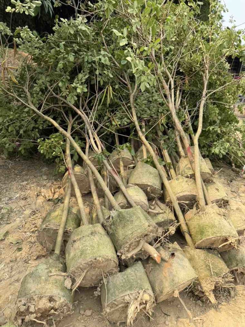 黄花风铃木全冠1-5分，各种规格，大量低价出售
