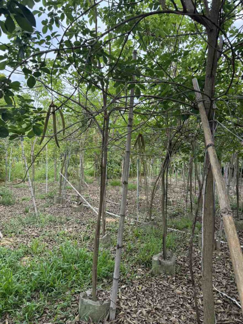 黄花风铃木全冠1-5分，各种规格，大量低价出售