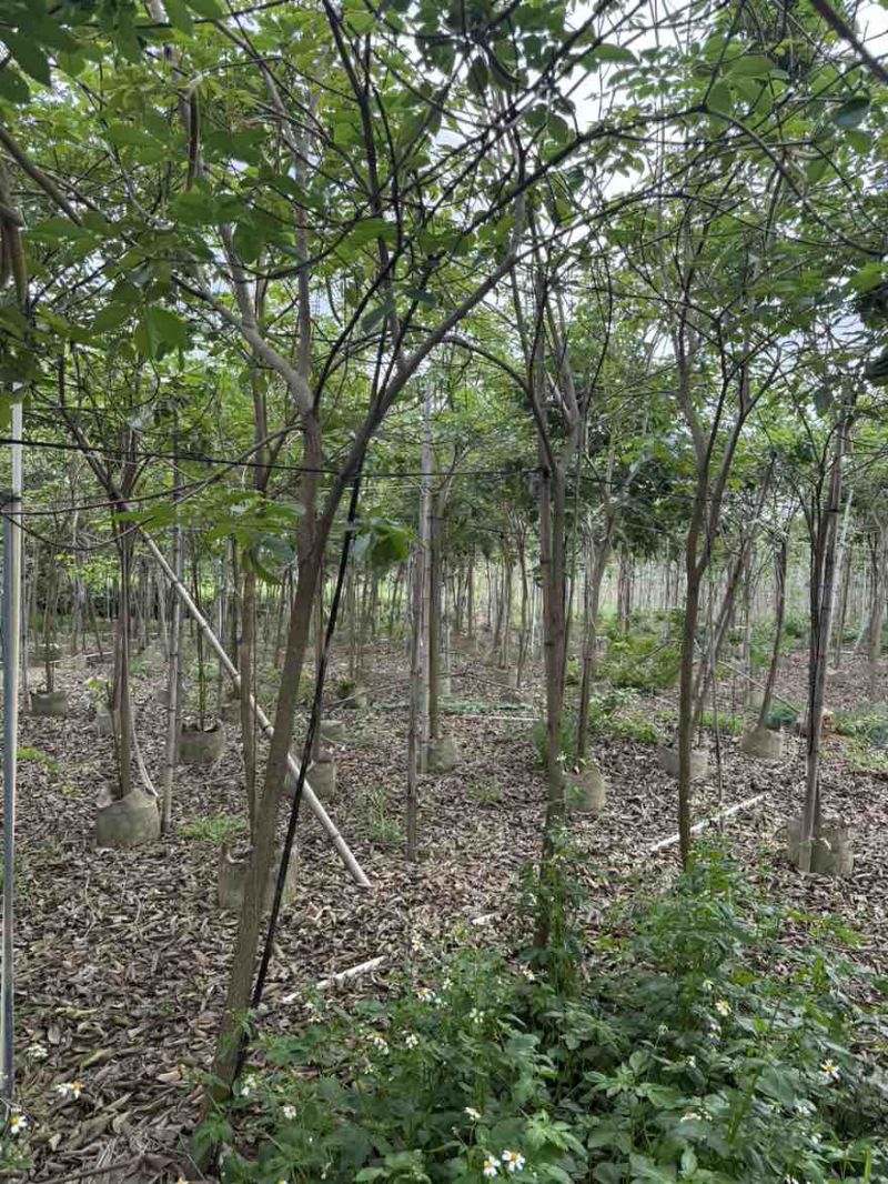 黄花风铃木全冠1-5分，各种规格，大量低价出售