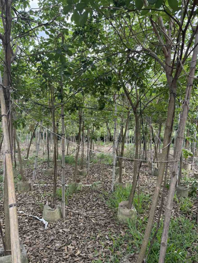 黄花风铃木全冠1-5分，各种规格，大量低价出售