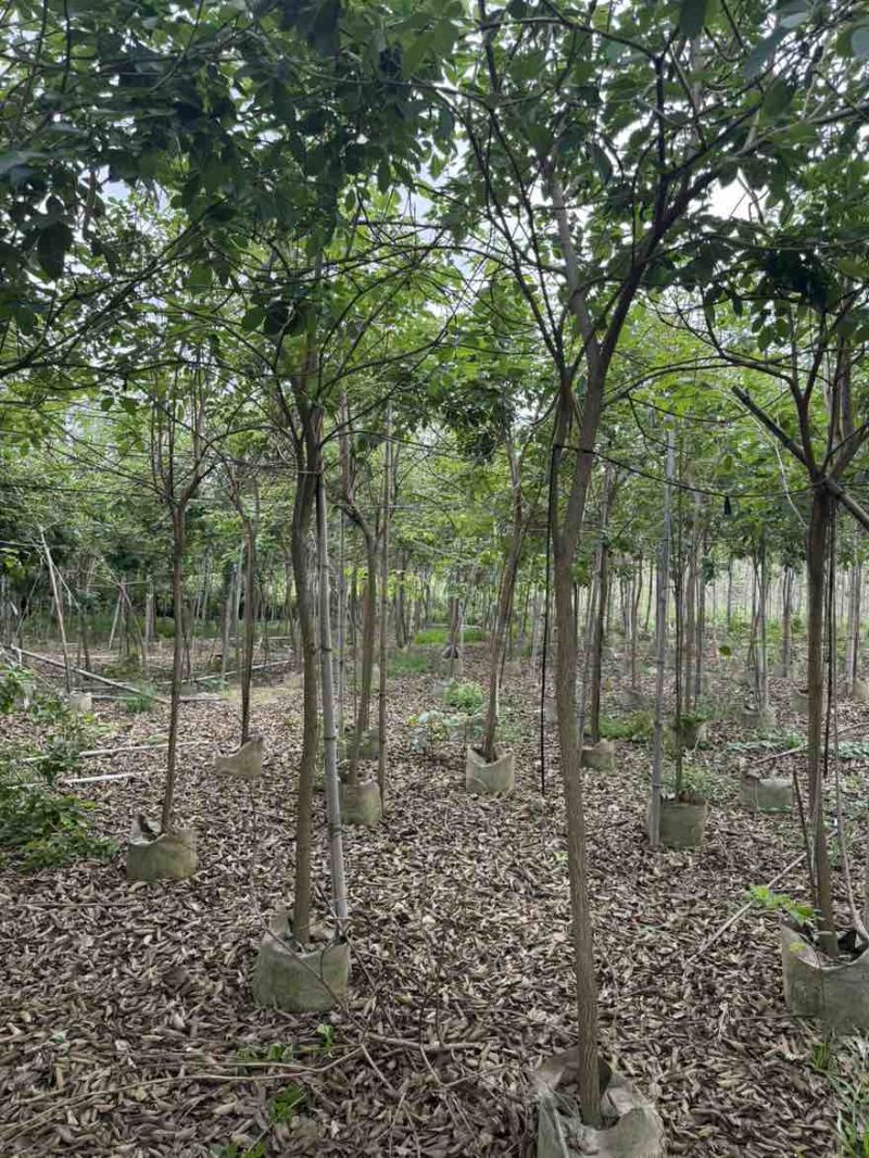 黄花风铃木原生苗全冠1-12分，大量现货，欢迎订购