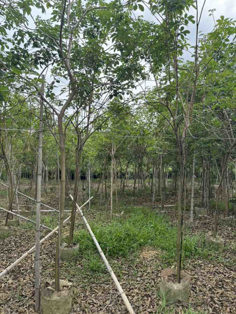 黄花风铃木原生苗全冠1-12分，大量现货，欢迎订购