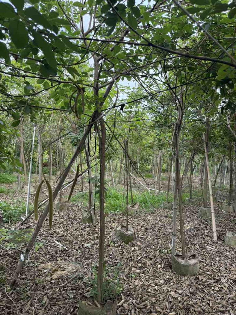 黄花风铃木原生苗全冠1-12分，大量现货，欢迎订购