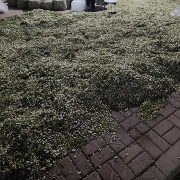 河南槐花