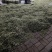河南槐花