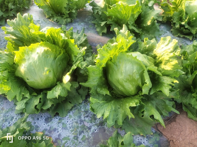 团生菜