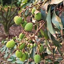徐闻岭南首熟荔枝开始预订