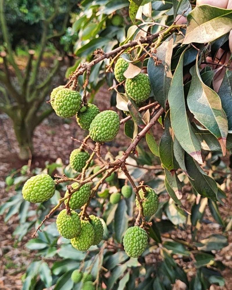 徐闻岭南首熟荔枝开始预订