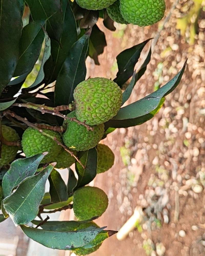 徐闻岭南首熟荔枝开始预订