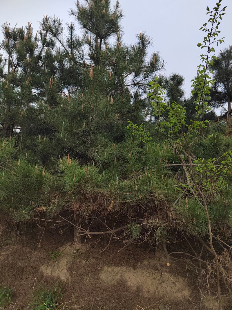 12年树龄油松，4米高