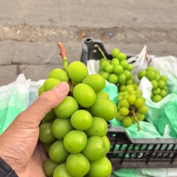 阳光玫瑰葡萄