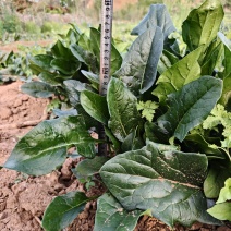 河南趴地菠菜
