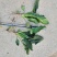 河南趴地菠菜