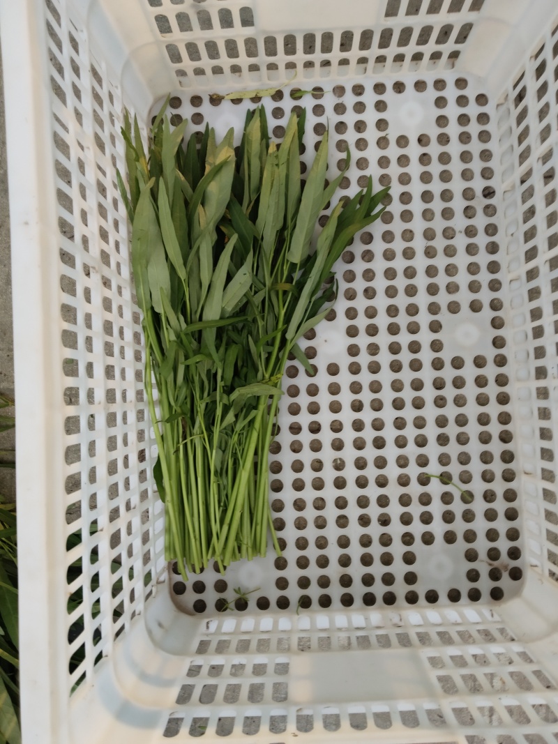 青杆空心菜