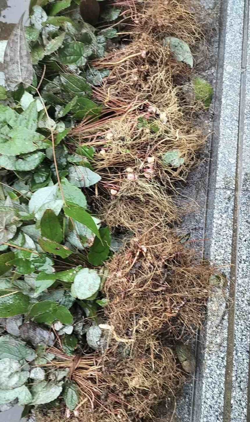 淫羊藿，淫羊藿种苗，野生淫羊藿种苗规格齐全，存活率高