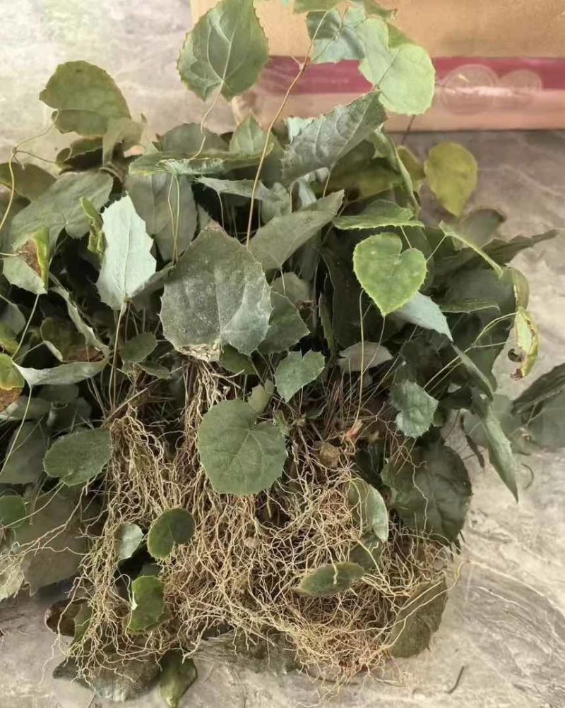 淫羊藿，淫羊藿种苗，野生淫羊藿种苗规格齐全，存活率高
