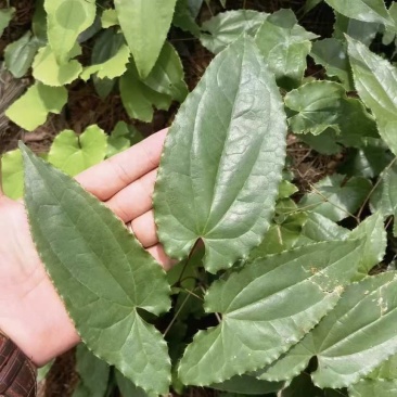 高含量剑叶淫羊藿种苗，成活率高，长势快，野生淫羊藿种苗