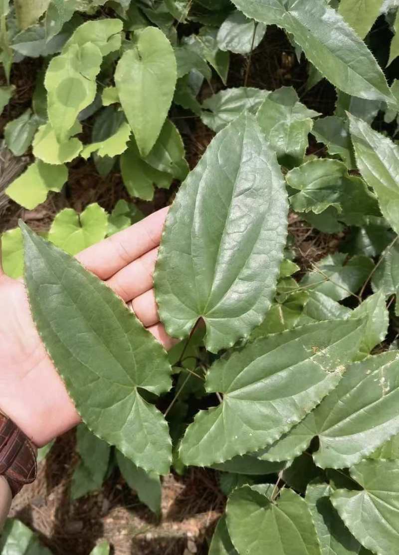 高含量剑叶淫羊藿种苗，成活率高，长势快，野生淫羊藿种苗