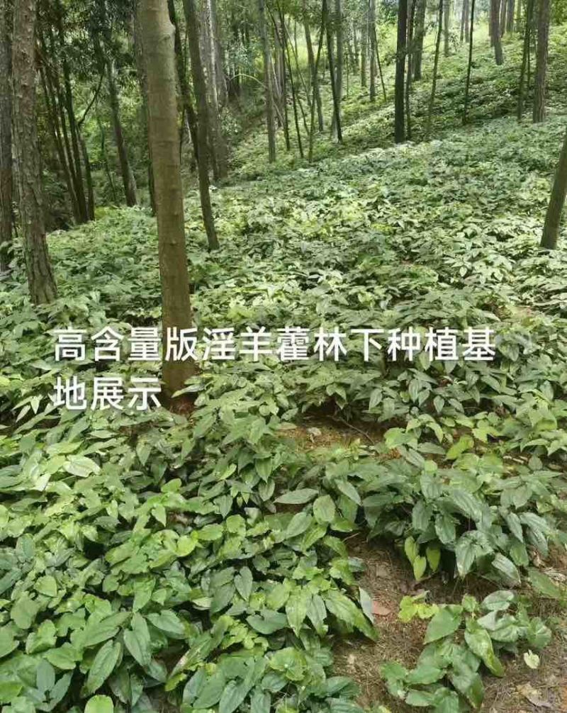 高含量剑叶淫羊藿种苗，成活率高，长势快，野生淫羊藿种苗