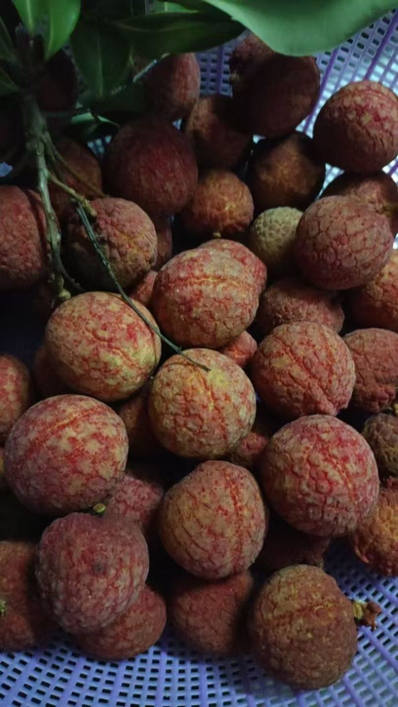 广西钦州浦北县妃子笑，荔枝王，鸡嘴，仙进奉等各种荔枝