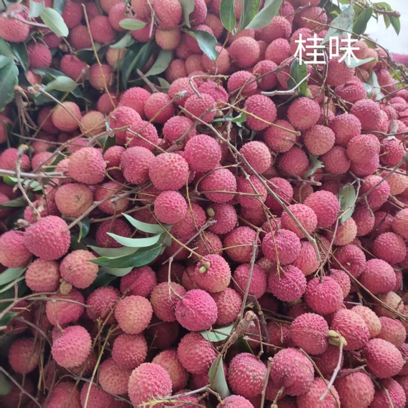 广西钦州浦北县妃子笑，荔枝王，鸡嘴，仙进奉等各种荔枝