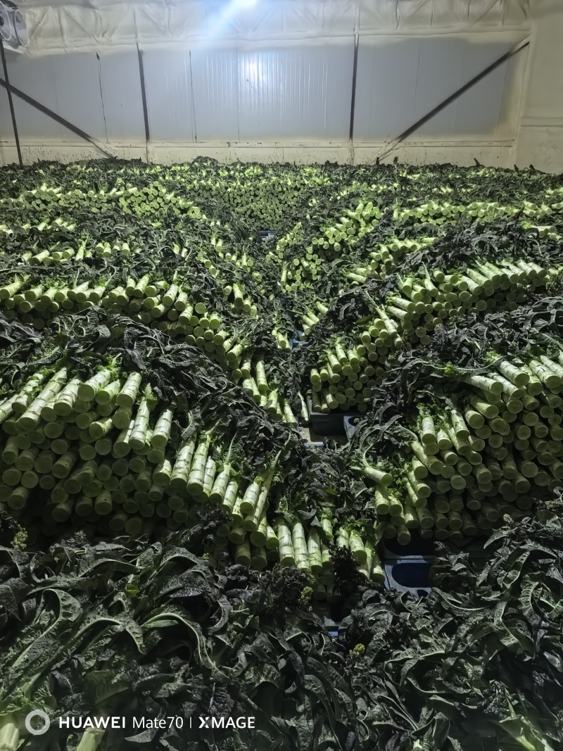 精品大棚莴笋马上上市