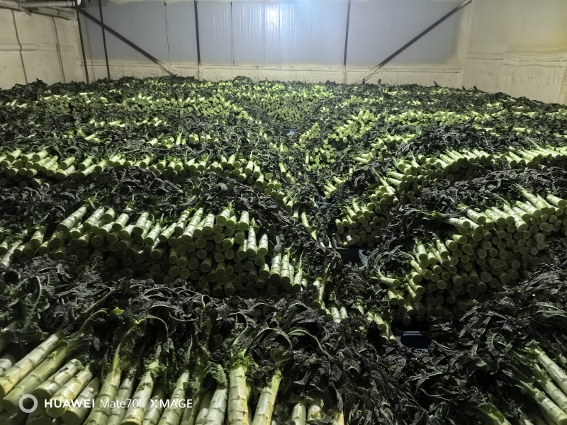 精品大棚莴笋马上上市