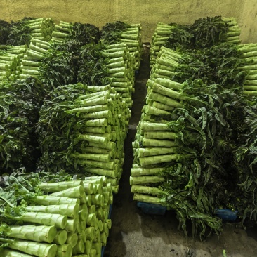 精品大棚莴笋马上上市