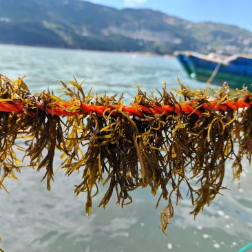【推荐】羊栖菜规格齐全价格优惠支持视频看货欢迎采购