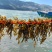 【推荐】羊栖菜规格齐全价格优惠支持视频看货欢迎采购