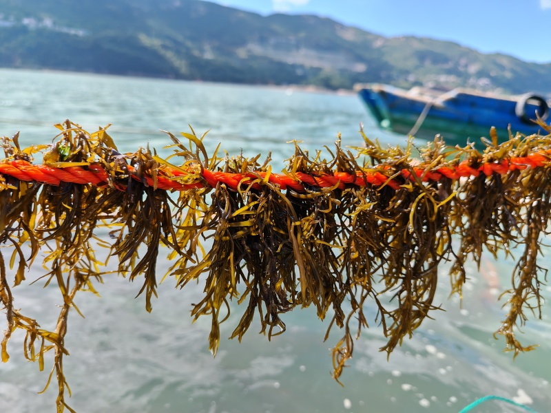 【推荐】羊栖菜规格齐全价格优惠支持视频看货欢迎采购