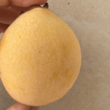 白梨枇杷