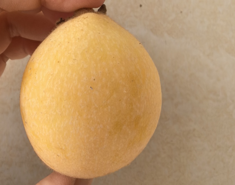 白梨枇杷