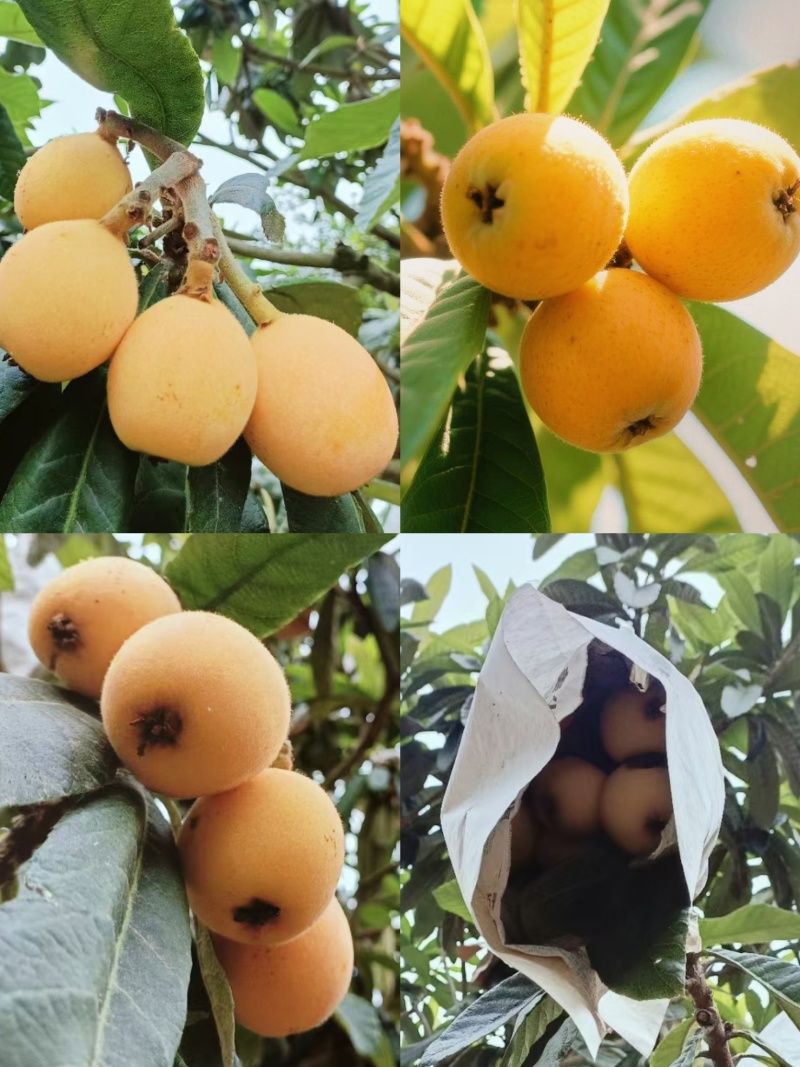 白梨枇杷