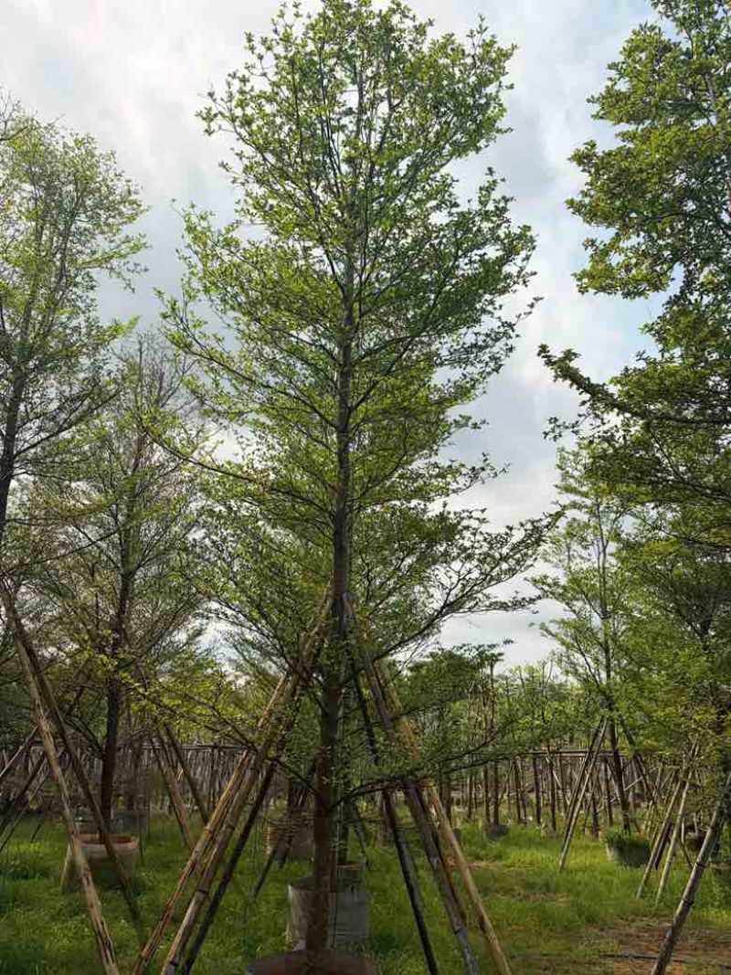 小叶榄仁全冠5-18分，移植苗，原生苗，截杠苗，大量现货