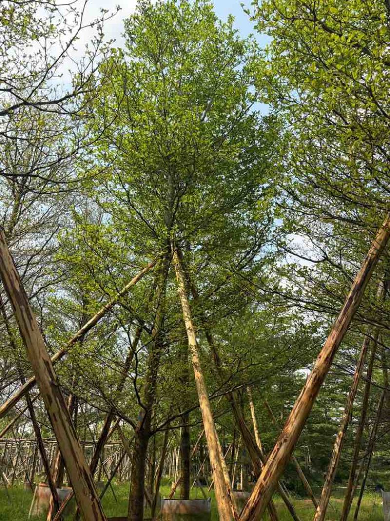 小叶榄仁全冠5-18分，移植苗，原生苗，截杠苗，大量现货