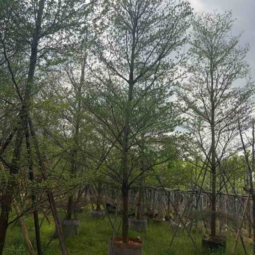 小叶榄仁全冠5-18分，移植苗，原生苗，截杠苗，大量现货