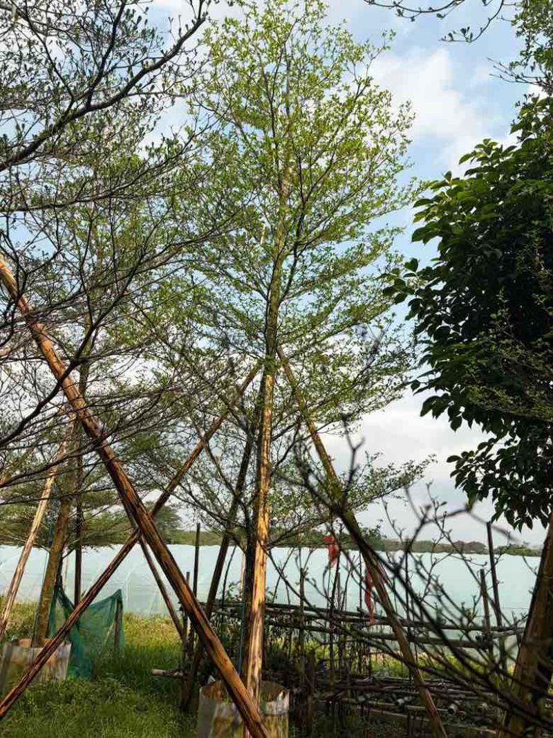 小叶榄仁全冠5-18分，移植苗，原生苗，截杠苗，大量现货
