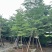 小叶榄仁全冠5-18分，移植苗，原生苗，截杠苗，大量现货