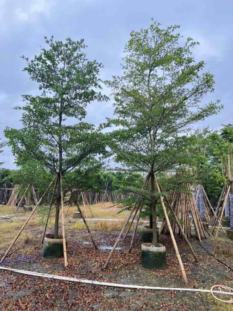 小叶榄仁全冠5-18分，移植苗，原生苗，截杠苗，大量现货