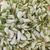 精品洋槐花大量出售
