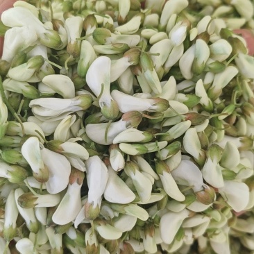 精品洋槐花大量出售