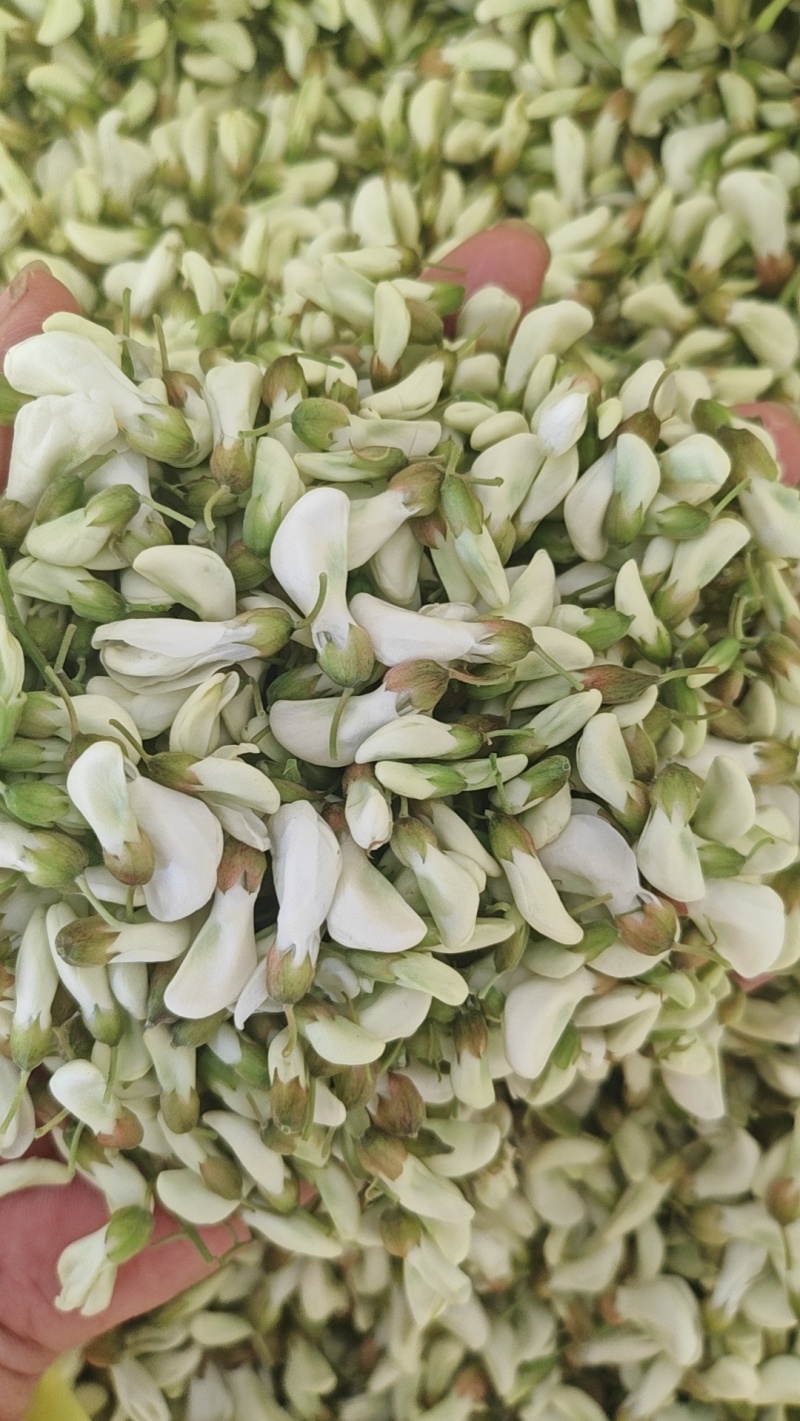 精品洋槐花大量出售