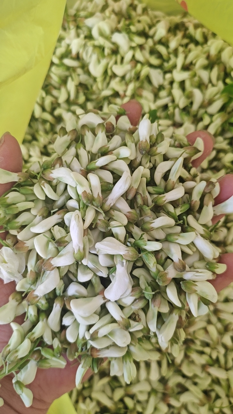 精品洋槐花大量出售
