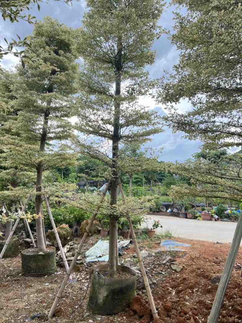 锦叶榄仁5-18分，全冠苗，截杠苗，各种规格，大量现货