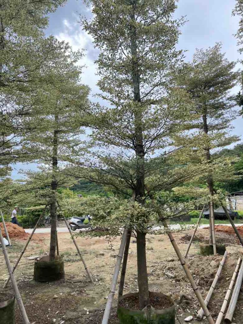锦叶榄仁5-18分，全冠苗，截杠苗，各种规格，大量现货